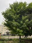 Plant name: Manchurian Stripebark Maple Acer tegmentosum cv. White Tigress